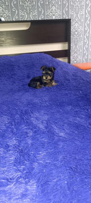 Открыта бронь, на щенков Йоркширского терьера, два мальчика стандарт, девочка Минни рождены 06.09.20 - Новотроицк