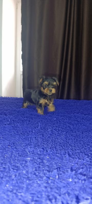 Открыта бронь на щенков Йоркширского терьера, два мальчика стандарт, девочка Минни рождены 06.09.202 - Гай