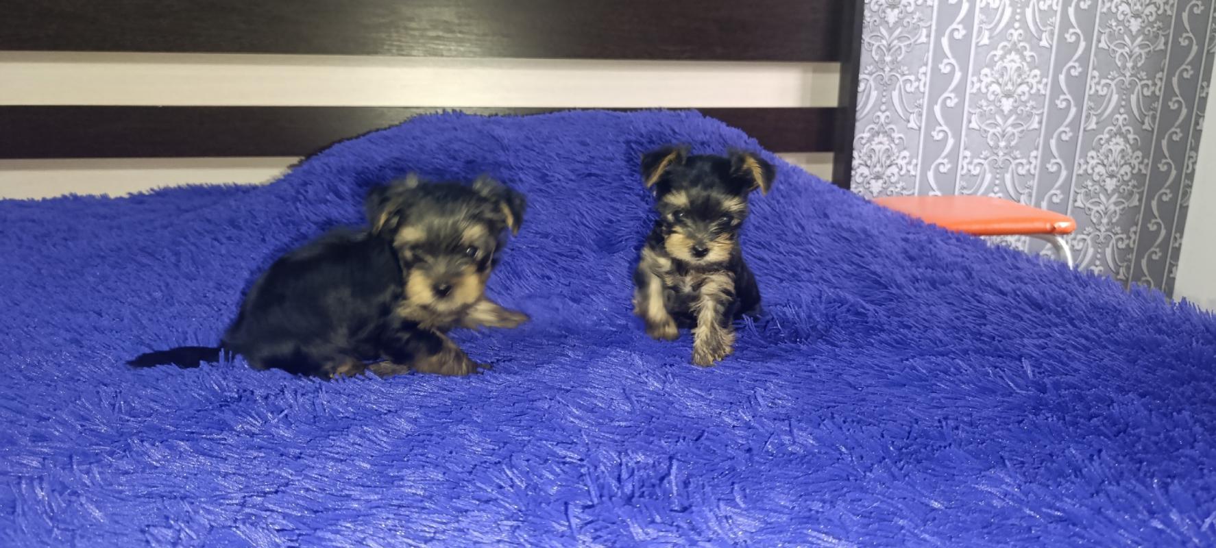 Открыта бронь на щенков Йоркширского терьера, два мальчика стандарт, девочка Минни рождены 06.09.202 - Гай