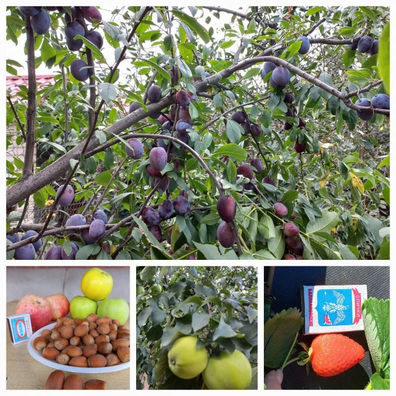 Продам дачу СНТ "УТЁС " в 10 минутах езды от города. - Новотроицк