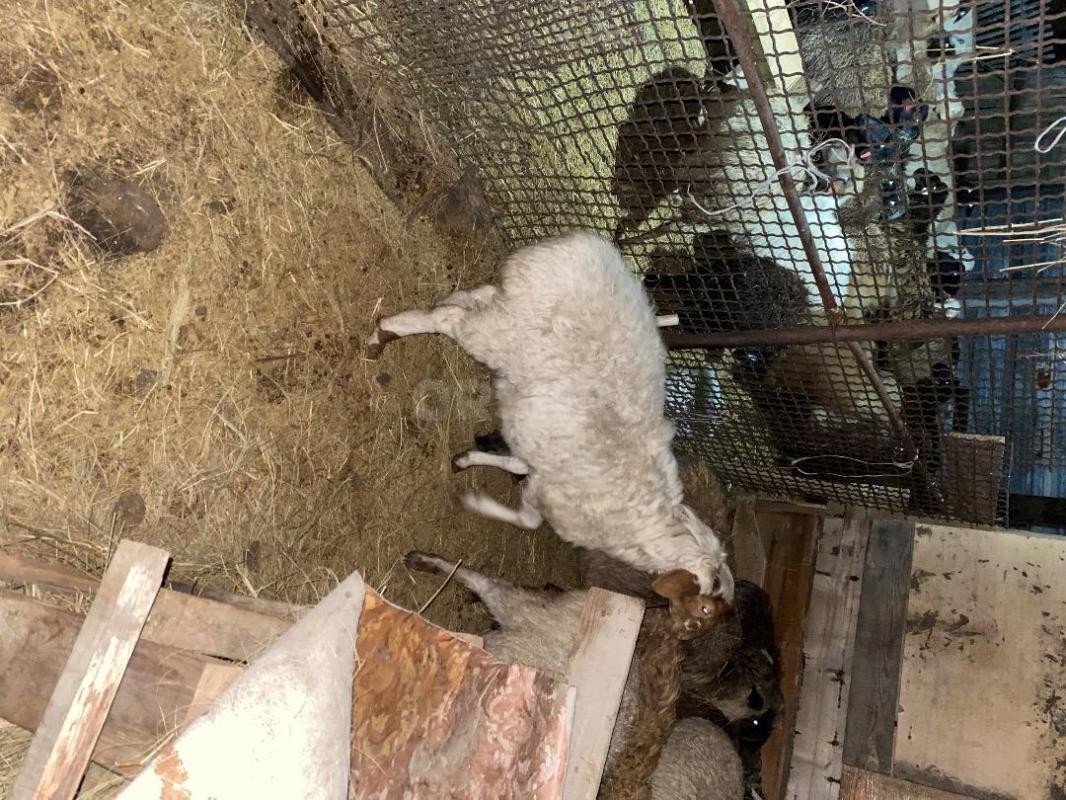 Продам овец, ярок 
Курдючные, обычные - Орск