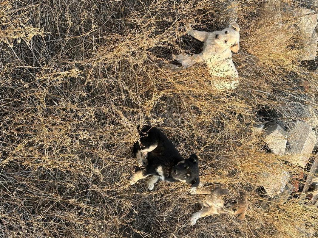Отдам в добрые руки щенят! - Орск