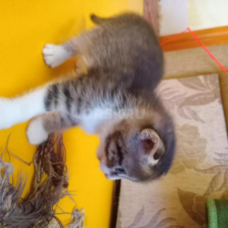 Отдам нуждающимся в любви и ласке очаровательную подружку- котенка (девочка) возраст 3 месяца. - Орск