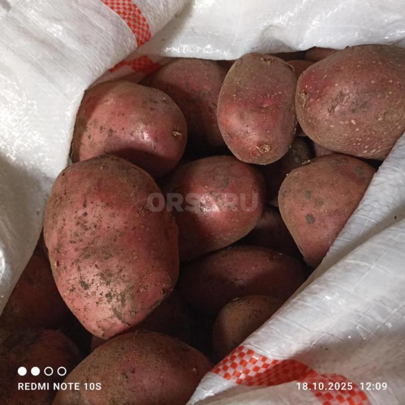 Продам домашний картофель, чистый 38-40руб за кг. - Орск