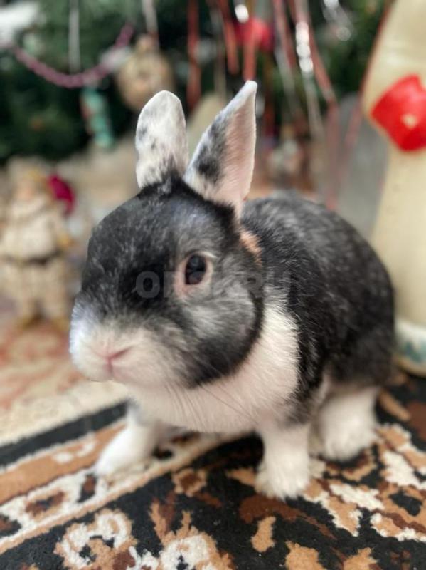 Декоративный кролик . - Орск