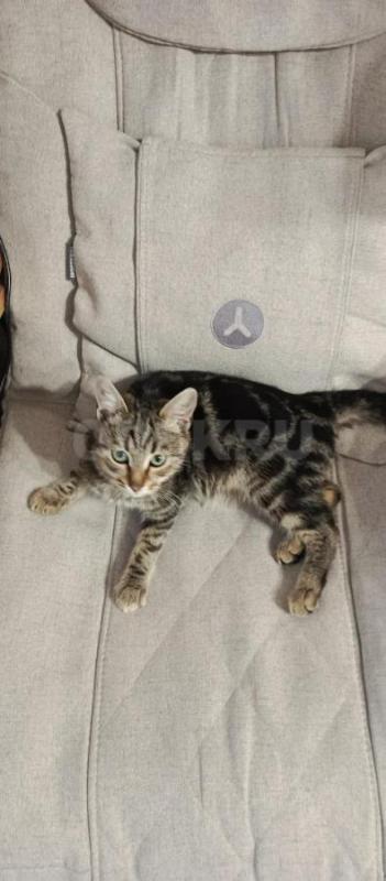 Отдам котенка в добрые руки. - Орск