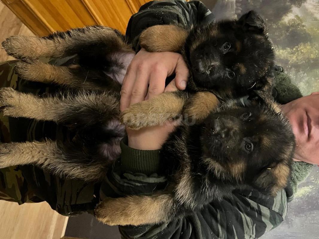 Продам чистокровных щенков немецкой овчарки. - Орск