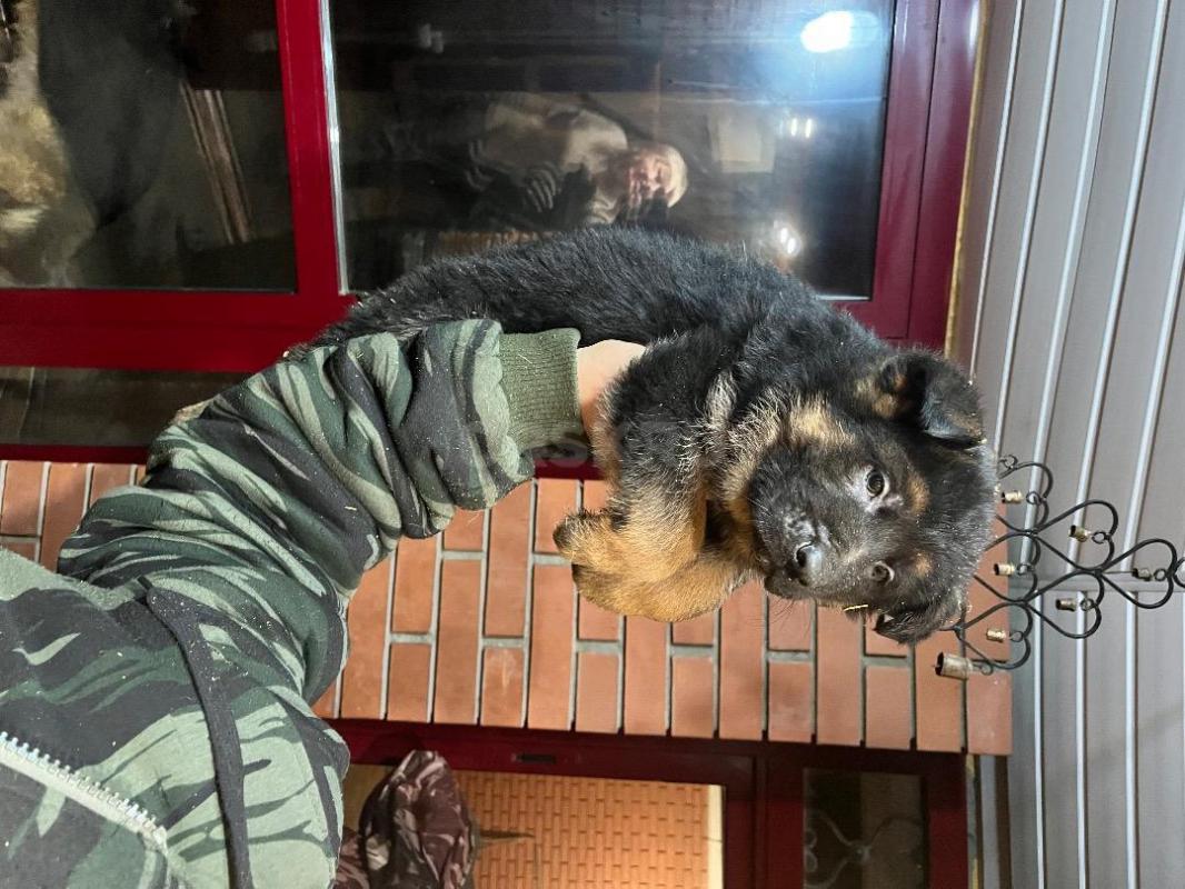 Продам чистокровных щенков немецкой овчарки. - Орск