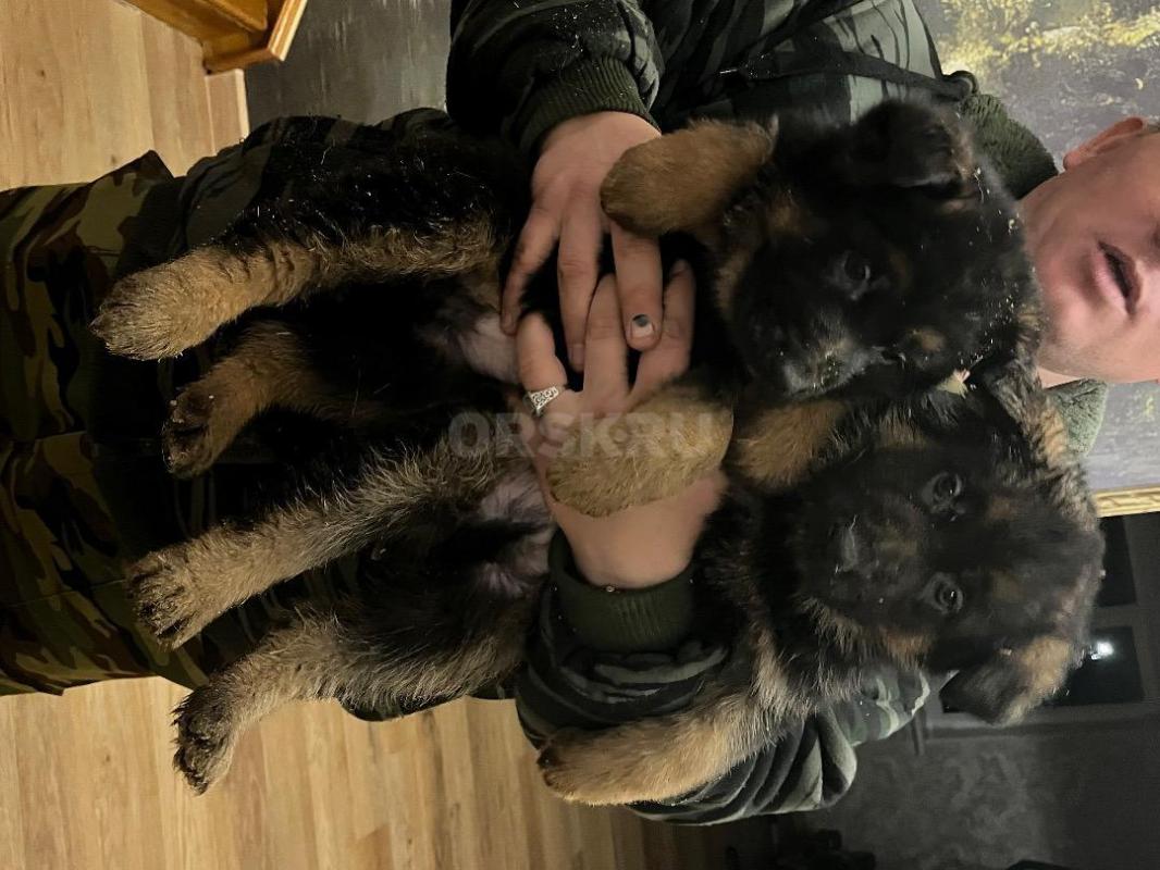 Продам чистокровных щенков немецкой овчарки. - Орск