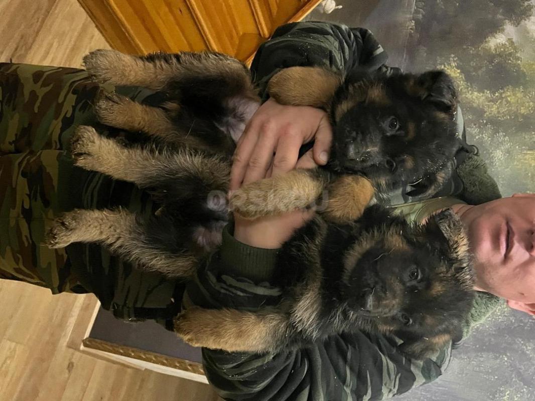 Продам чистокровных щенков немецкой овчарки. - Орск