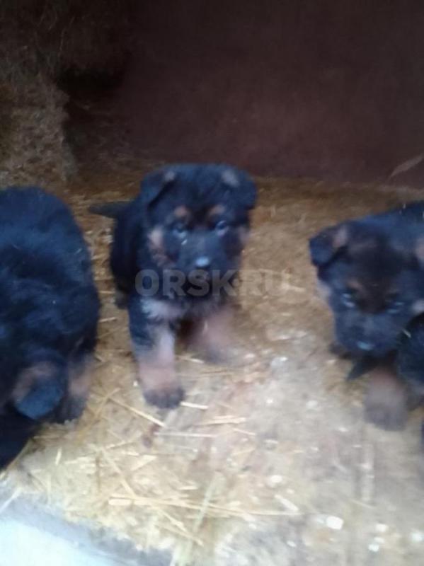 Продам чистокровных щенков немецкой овчарки. - Орск