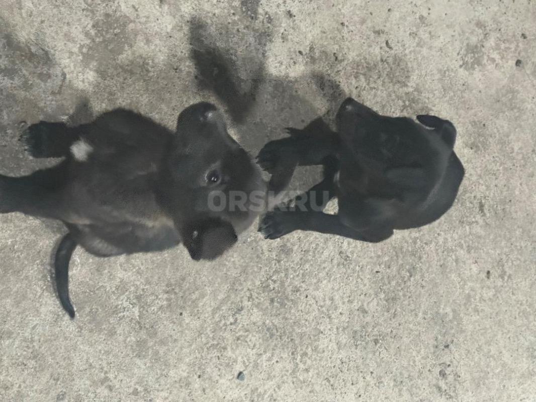 Отдам Щенка в хорошие руки - очень умные кушает хорошо ! - Орск