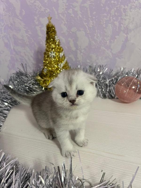 Отличный подарок на Новый Год!!! - Орск