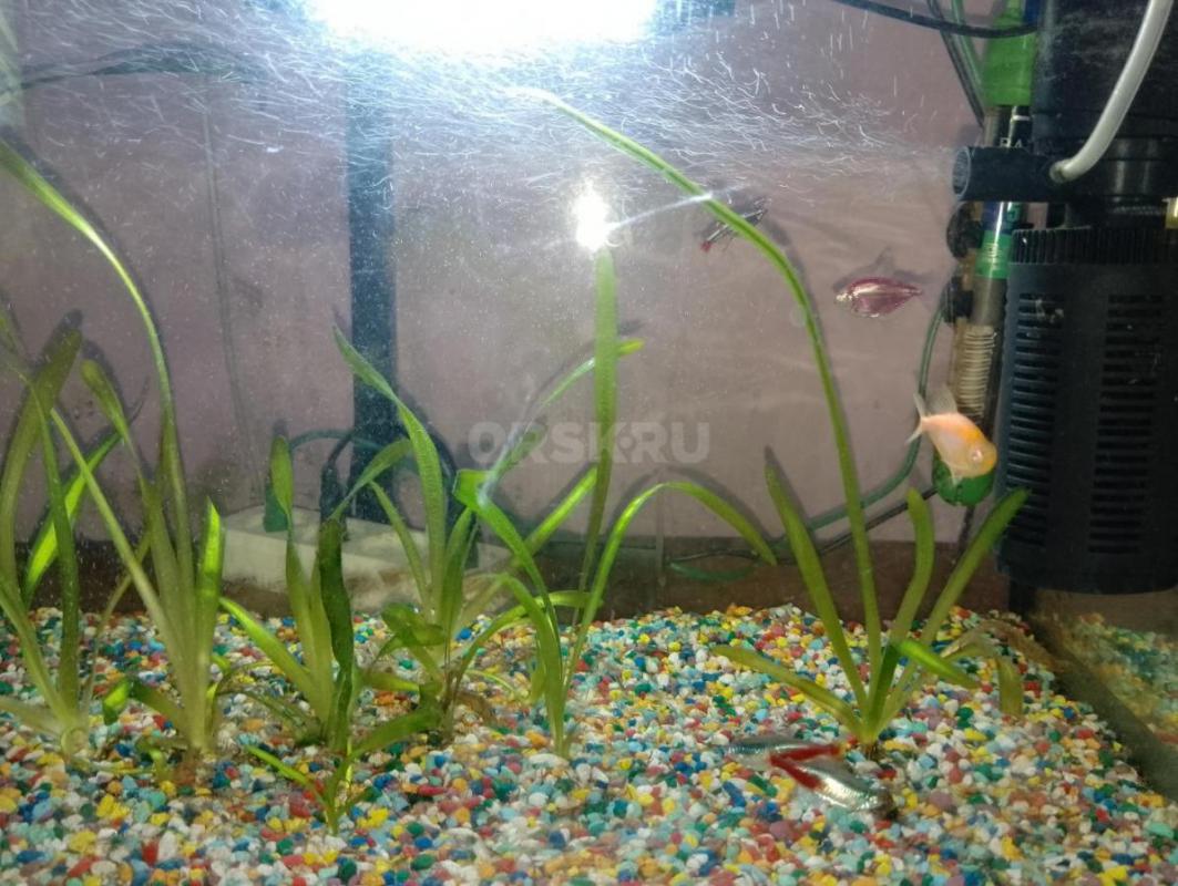 Продам аквариум вместе с рыбками, 50л-в подарок воздушный фильтр, освещение аквариума, терморегулято - Орск