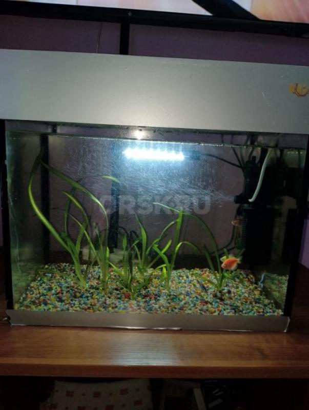 Продам аквариум вместе с рыбками, 50л-в подарок воздушный фильтр, освещение аквариума, терморегулято - Орск