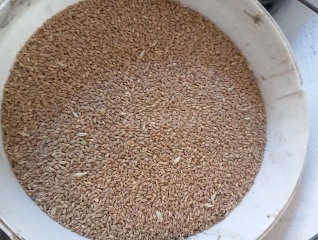 Продам пшеницу 10 мешков по 350₽. - Орск