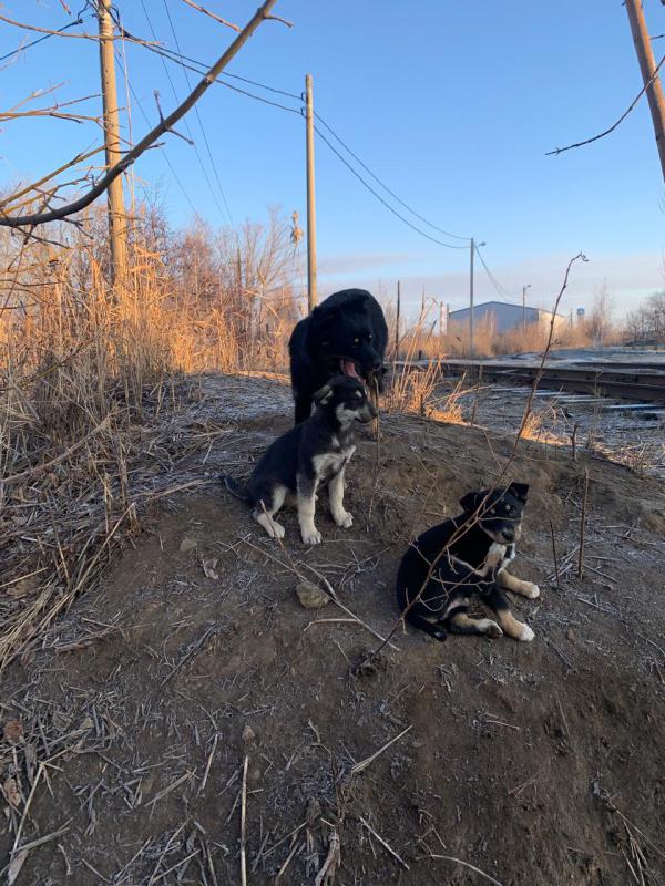 Отдам щенков в добрые руки ,есть и мальчики и девочки , возможна доставка - Гай