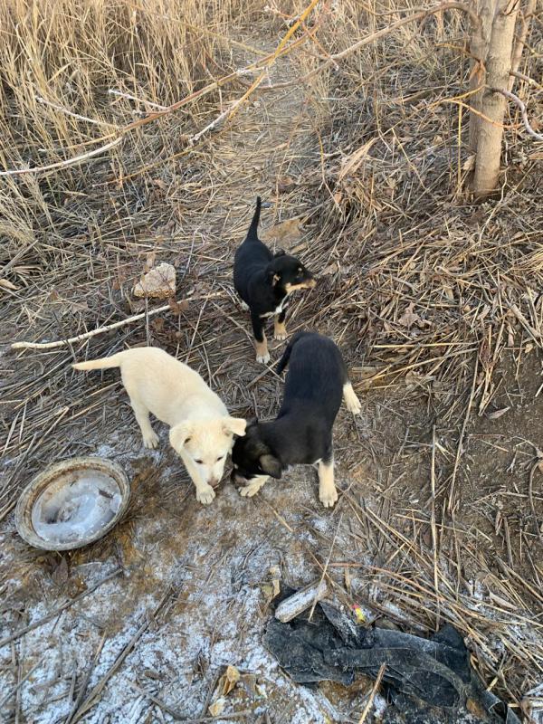 Отдам щенков в добрые руки ,есть и мальчики и девочки , возможна доставка - Гай