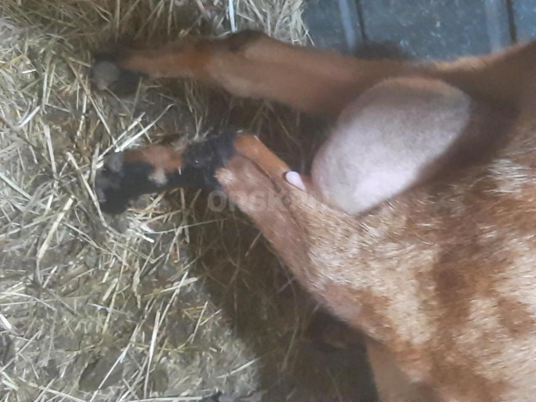 Козы Нубо-камори и нубийская, по два года,есть дойная коза,молоко вкусное, беззапаха, есть документы - Орск