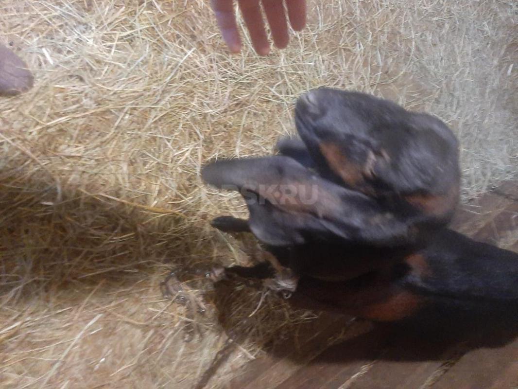 Козы Нубо-камори и нубийская, по два года,есть дойная коза,молоко вкусное, беззапаха, есть документы - Орск