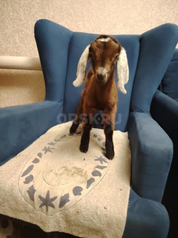 Продам чудесных козликов . - Орск