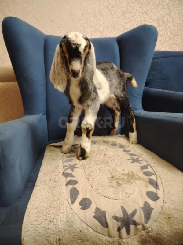 Продам чудесных козликов . - Орск