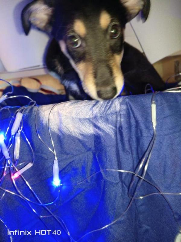 Отдаём в хорошие и добрые руки щенят. 4 девочки, 4 мальчика. - Орск