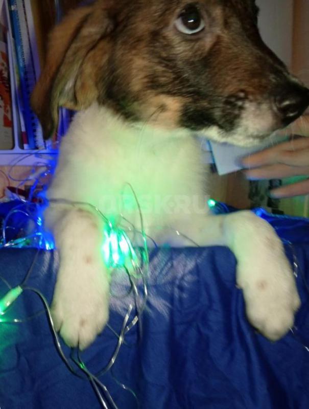 Отдаём в хорошие и добрые руки щенят. 4 девочки, 4 мальчика. - Орск