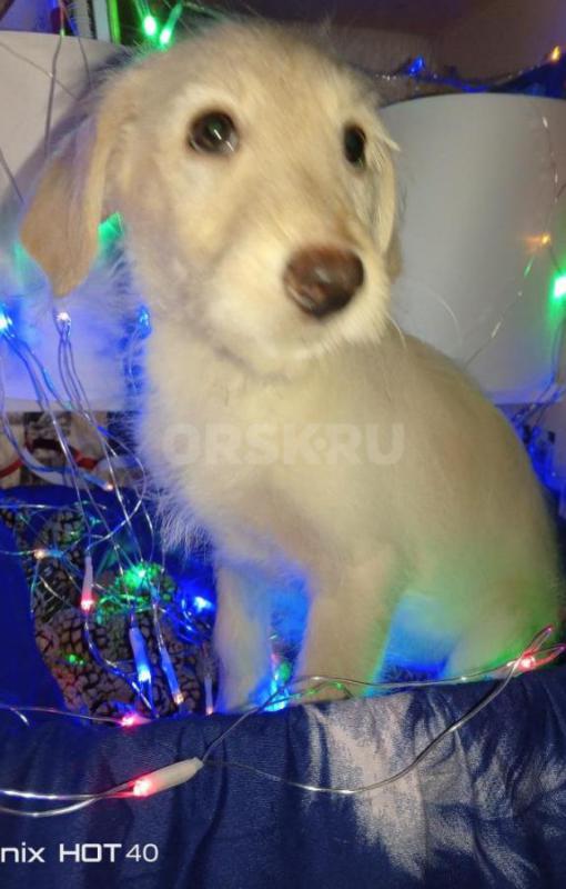 Отдаём в хорошие и добрые руки щенят. 4 девочки, 4 мальчика. - Орск