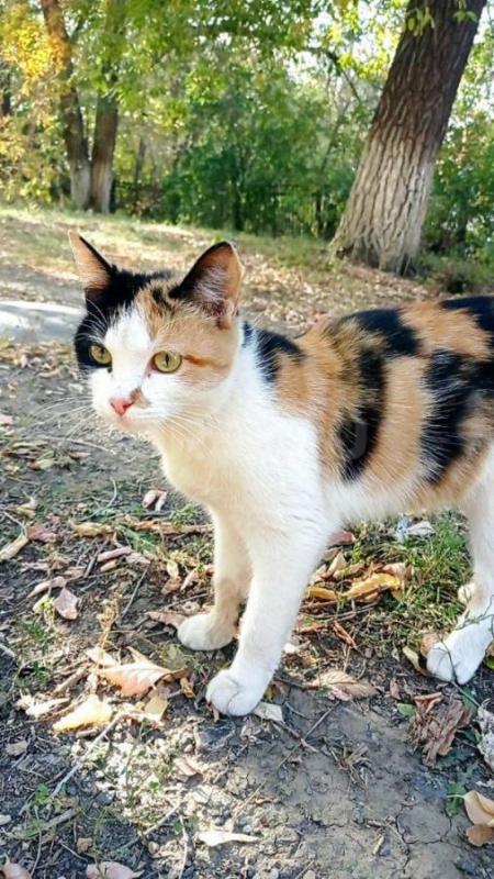 Молодая трехцветная кошечка живет на улице,но к сожалению холодает. - Орск