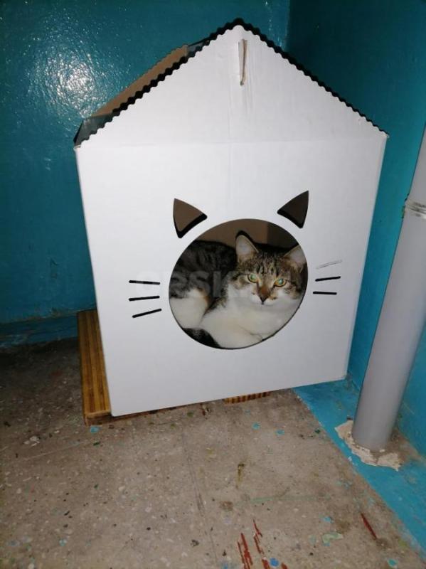 Молодой, умный, добрый, воспитанный Котик ищет хозяина. - Орск