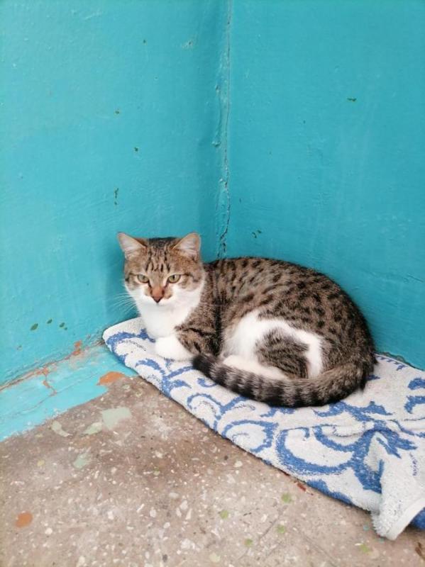 Молодой, умный, добрый, воспитанный Котик ищет хозяина. - Орск