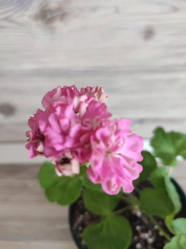 Сортовые пеларгонии -цветущие или набирающие цвет в горшочках. - Орск