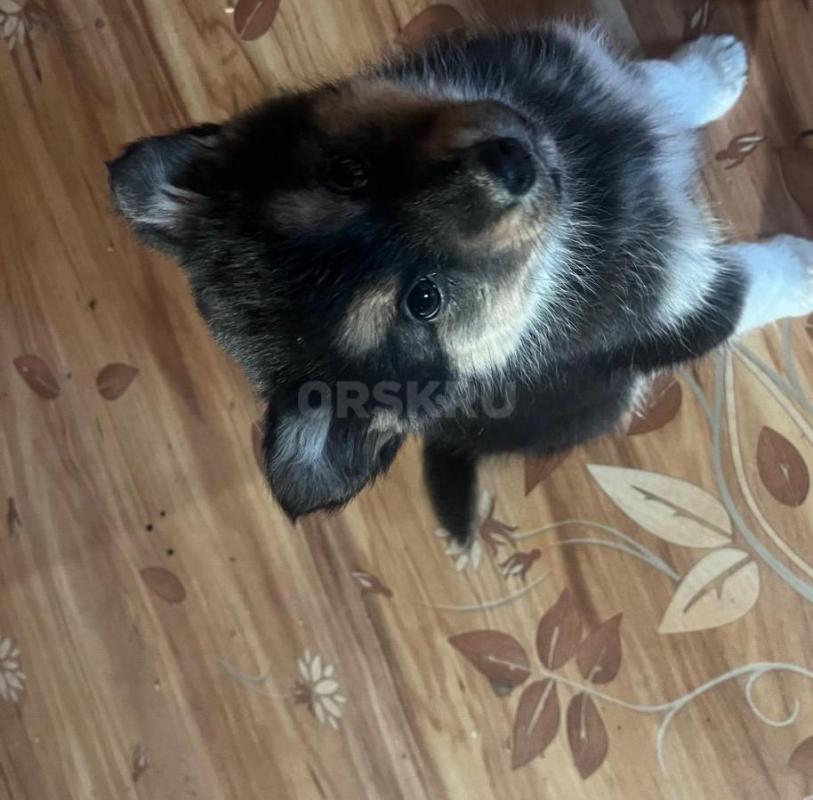 Отдам в добрые руки щенков - Орск