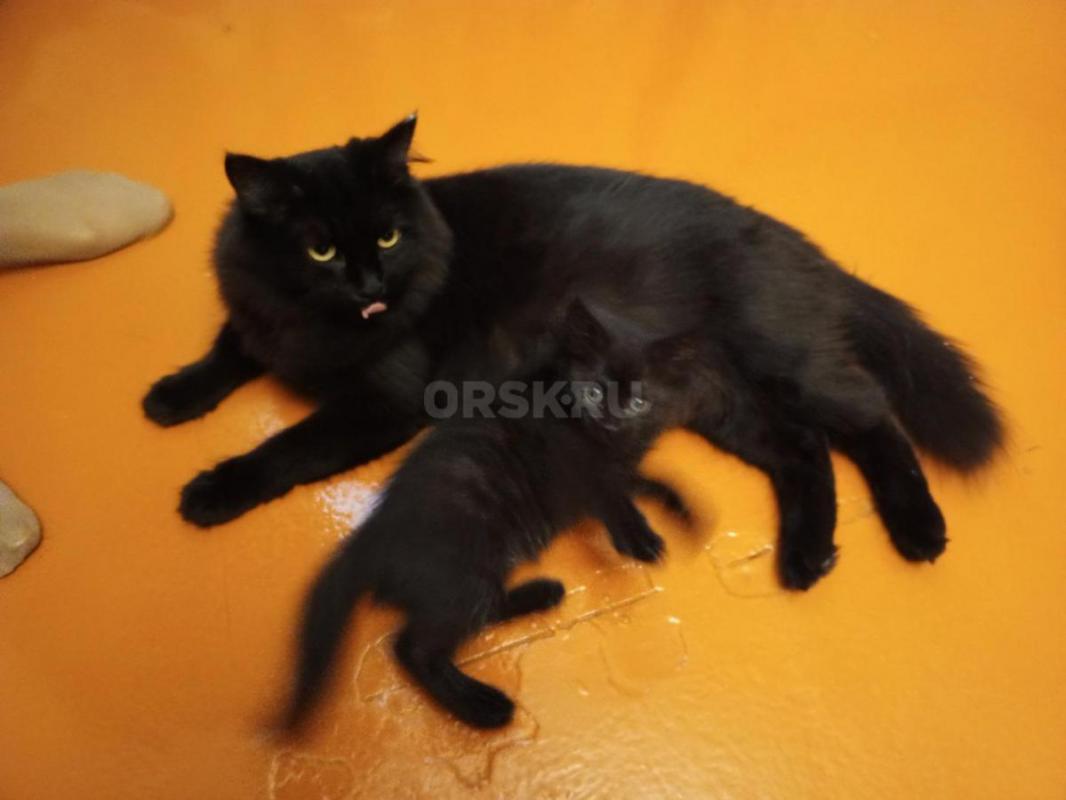 Отдам в добрые руки котёнка (девочка), окрас чёрный, возраст 3,5 месяца. - Орск