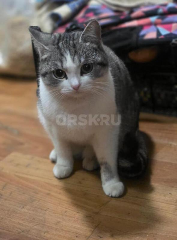 Отдам молодых кошечек ,все стерилизованные котик первый на фото кастртрован. - Орск