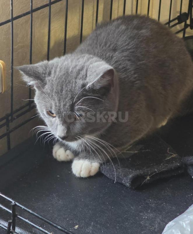 Отдам молодых кошечек ,все стерилизованные котик первый на фото кастртрован. - Орск