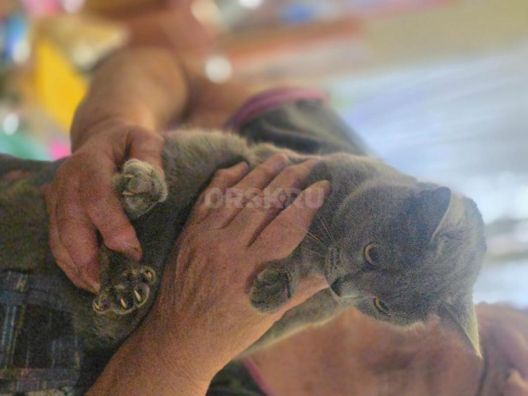 Отдам котенка девочка ,возраст 5 мес,кушает все ,лоток знает ,активная ,стерилизованная ,район аванг - Орск