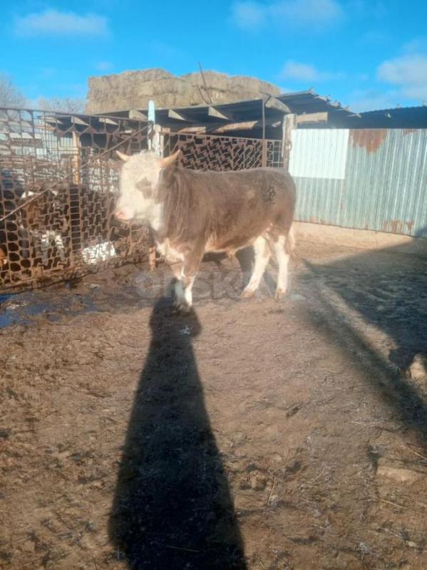 Продам быков на племя или на мясо возраст 1,5 года - Новоорск