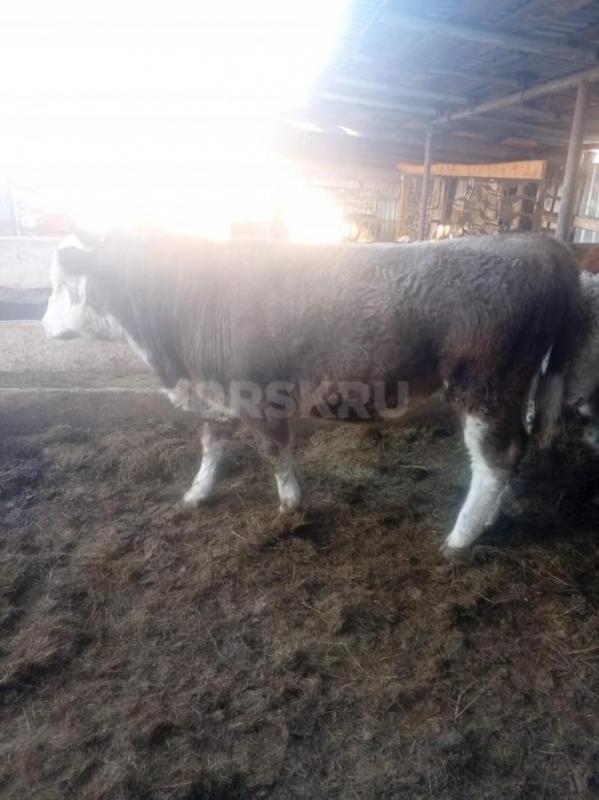 Продам быков на племя или на мясо возраст 1,5 года - Новоорск
