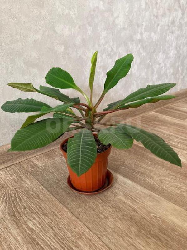 Продам Фикус - 200 р., Эуфорбия - 500 р. - Орск