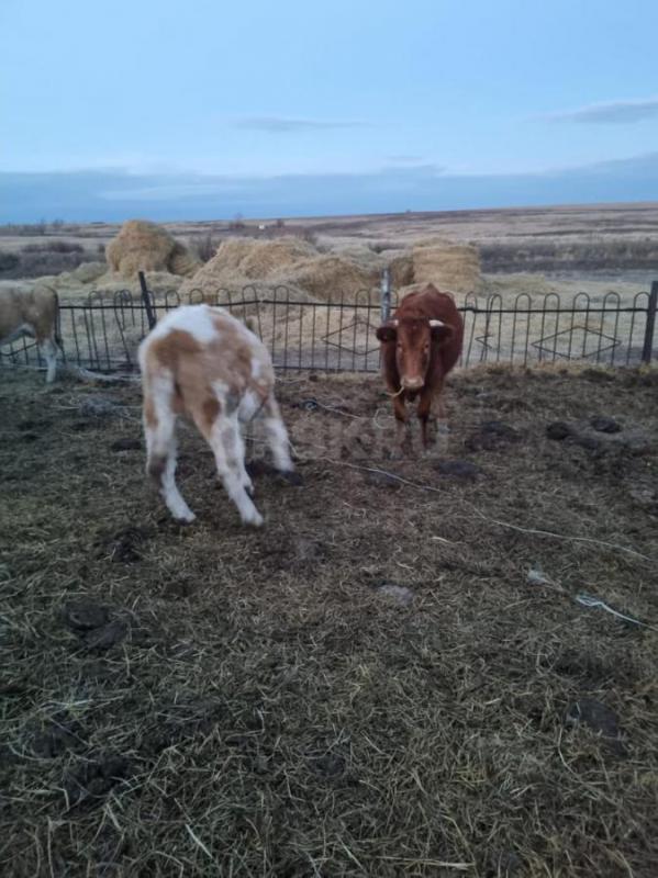 Продам коров и тёлок. - 1