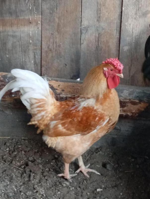 Продам молодых петухов - Новотроицк