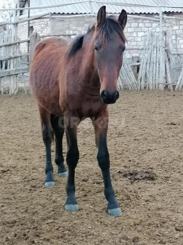 Продам! - Орск