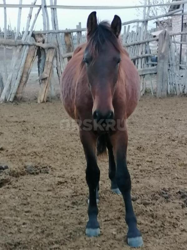 Продам! - Орск