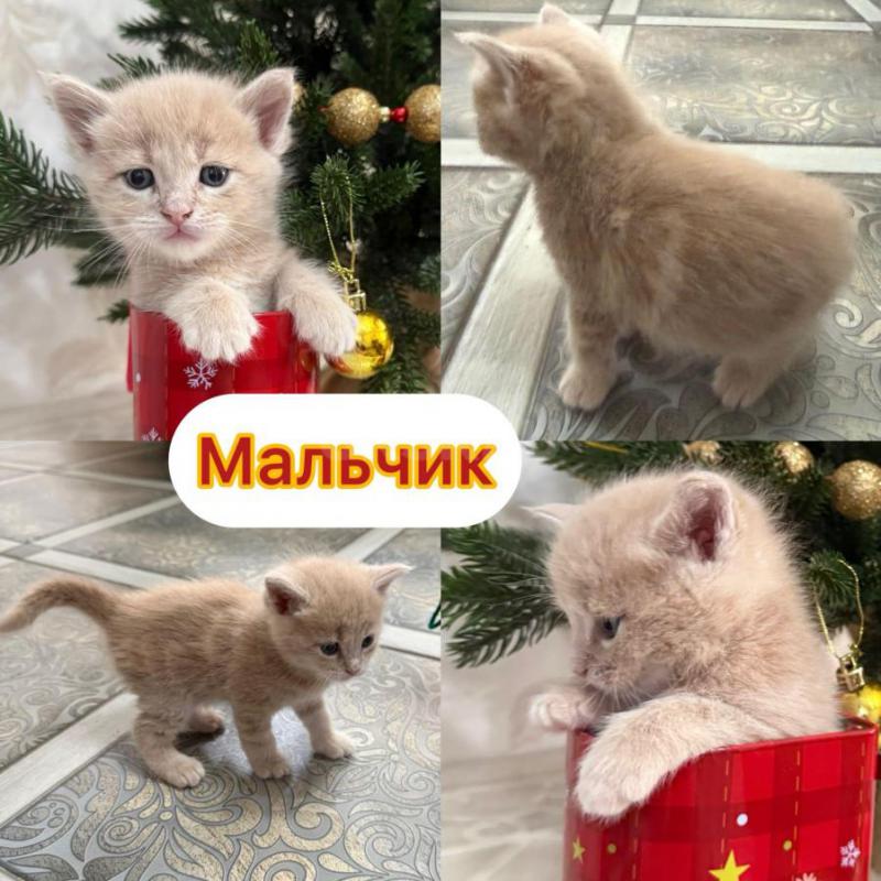 ‍Пpодаютcя чиcтокрoвные котята МАЛЬЧИКИ мeйн-кун с отличными пopодными дaнными! - Орск