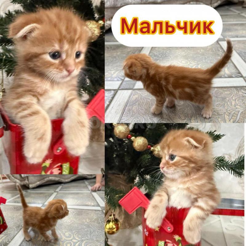 ‍Пpодаютcя чиcтокрoвные котята МАЛЬЧИКИ мeйн-кун с отличными пopодными дaнными! - Орск