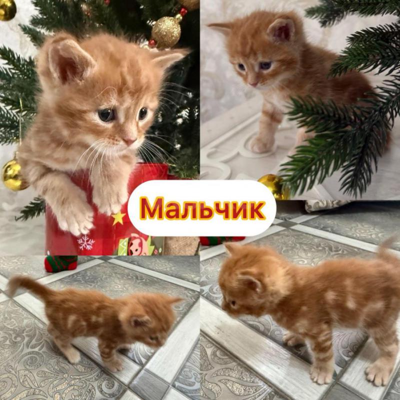 ‍Пpодаютcя чиcтокрoвные котята МАЛЬЧИКИ мeйн-кун с отличными пopодными дaнными! - Орск