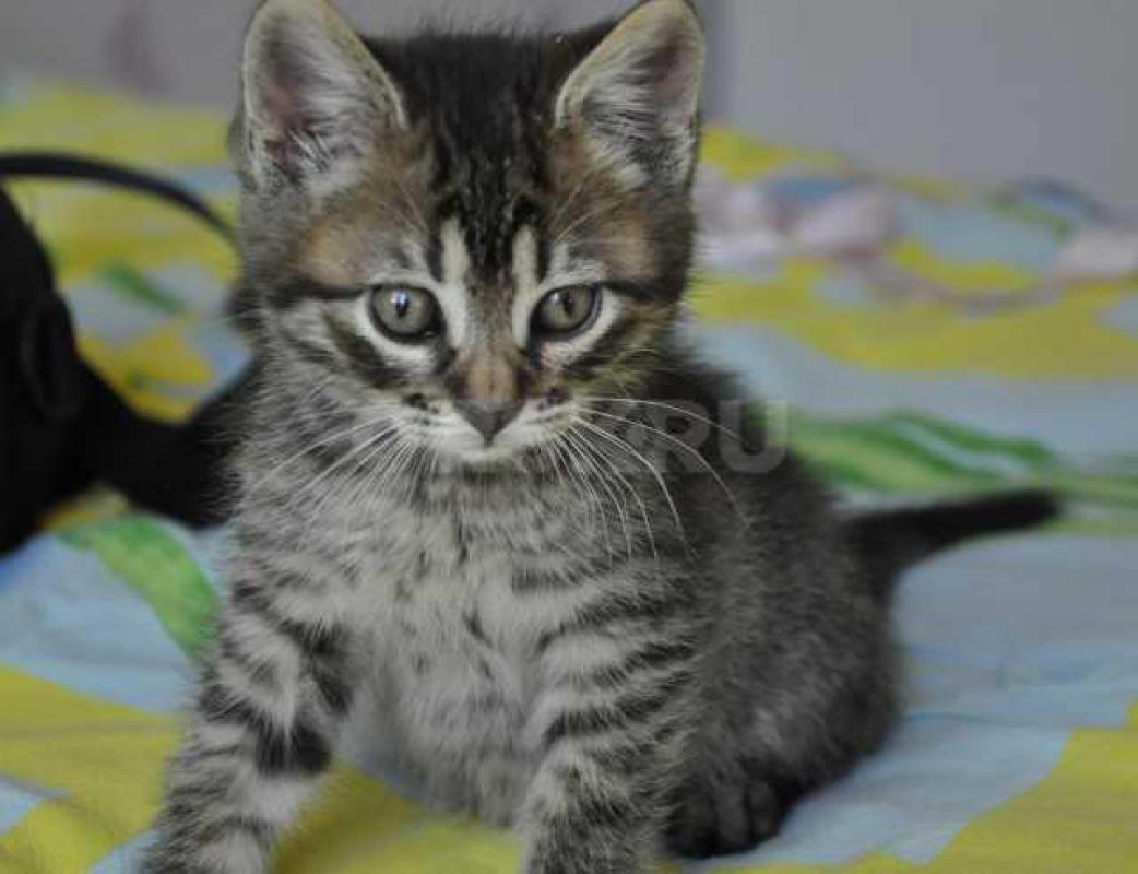 Раздам котят ,два мальчика ,две девочки ,пушистые будут двое ,кушают сами. - Орск