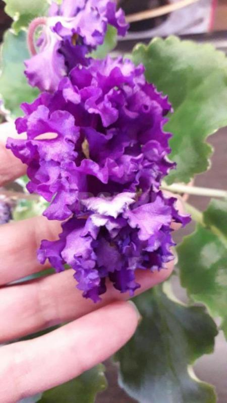 Фиалки детки, сортов много. - Орск